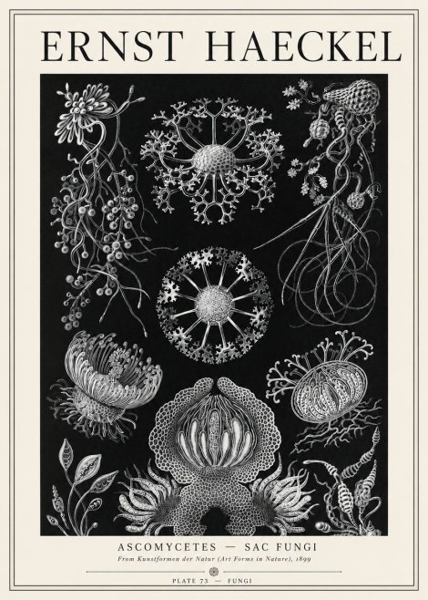 Ernst Haeckel Ascomycetes — Sac Fungi No1 - Plakat