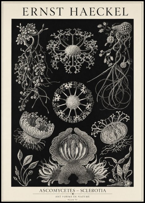 Ernst Haeckel Ascomycetes — Sac Fungi No5 - Plakat