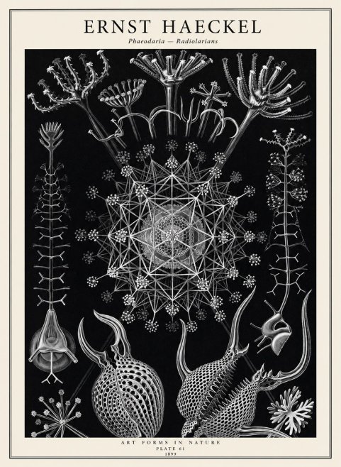 Ernst Haeckel Phaeodaria Radiolarians - Plate 61 No2 - Plakat