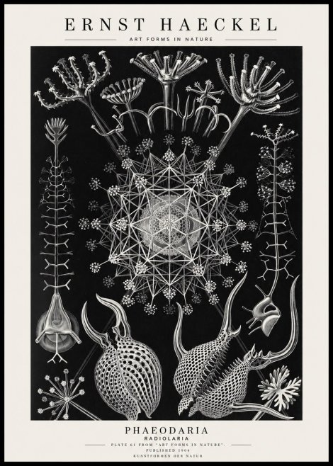 Ernst Haeckel Phaeodaria Radiolarians - Plate 61 No4 - Plakat