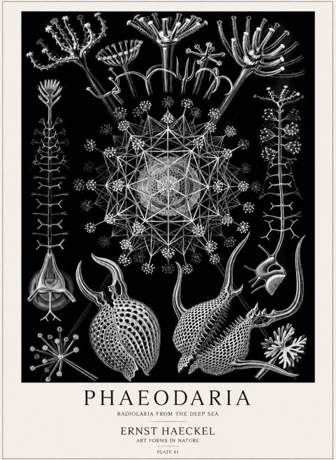 Ernst Haeckel Phaeodaria Radiolarians - Plate 61 No5 - Plakat
