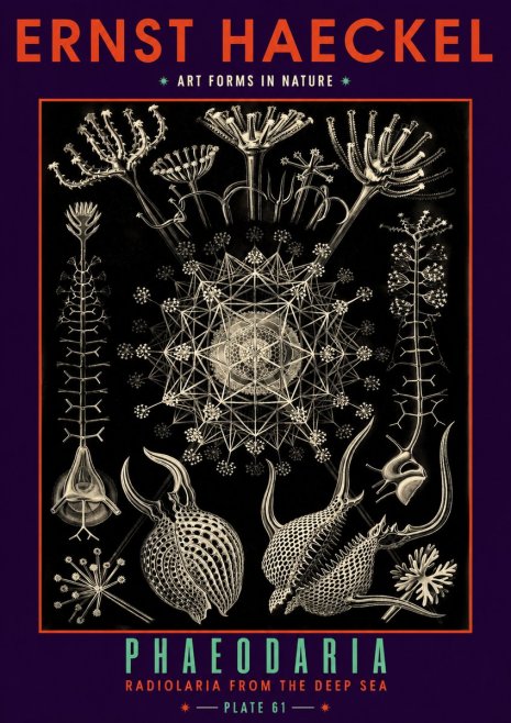Ernst Haeckel Phaeodaria Radiolarians - Plate 61 No6 - Plakat