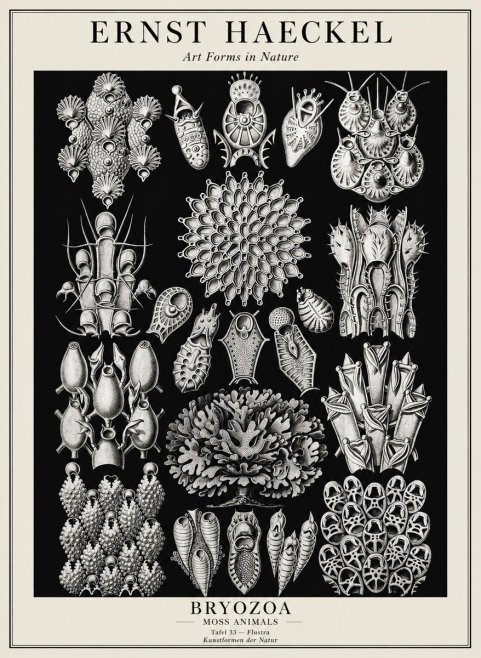 Ernst Haeckel Bryozoa No3 - Plakat