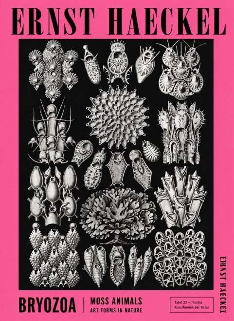 Ernst Haeckel Bryozoa No4 - Plakat