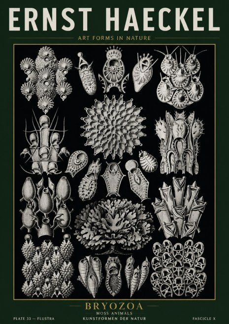 Ernst Haeckel Bryozoa No5 - Plakat