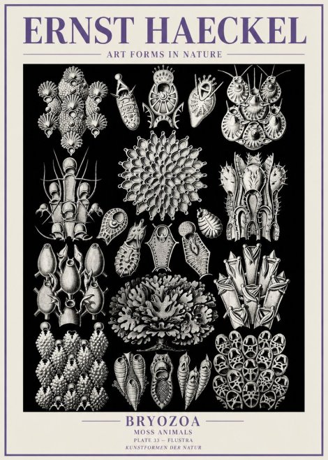 Ernst Haeckel Bryozoa No6 - Plakat