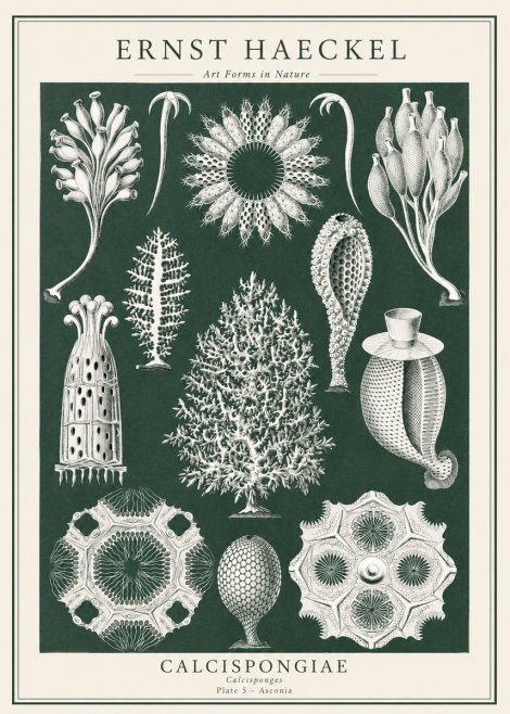 Ernst Haeckel Calcispongiae - Calcisponiges - Plate 5 - Asconia No1 - Plakat