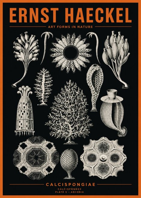 Ernst Haeckel Calcispongiae - Calcisponiges - Plate 5 - Asconia No2 - Plakat