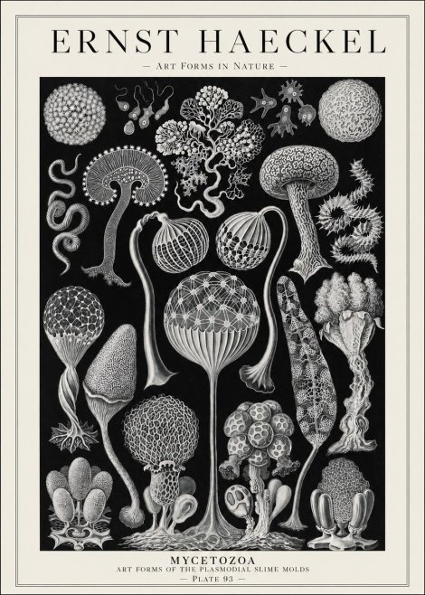 Ernst Haeckel Mycetozoa No1 - Plakat