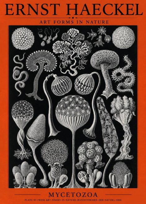 Ernst Haeckel Mycetozoa No3 - Plakat