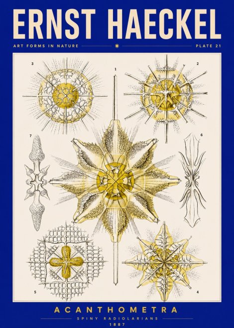 Ernst Haeckel Acanthometra - Star Radiolarians No5 - Plakat
