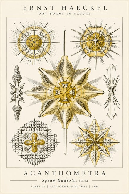 Ernst Haeckel Acanthometra - Star Radiolarians No6 - Plakat