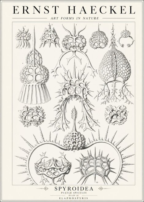 Ernst Haeckel Spyroidea - Puffball Radiolarians - Plate 22 No2 - Plakat