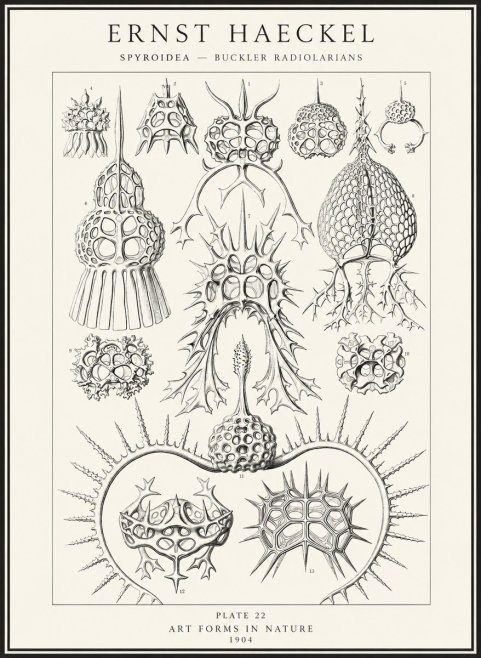 Ernst Haeckel Spyroidea - Puffball Radiolarians - Plate 22 No4 - Plakat