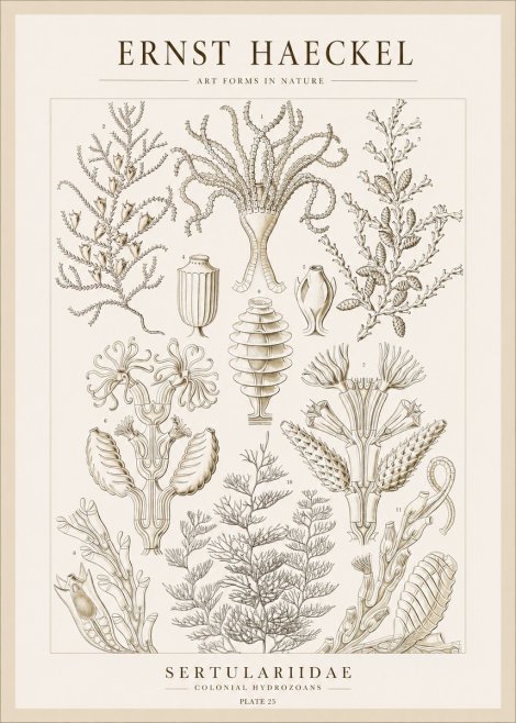 Ernst Haeckel Sertulariidae No1 - Plakat