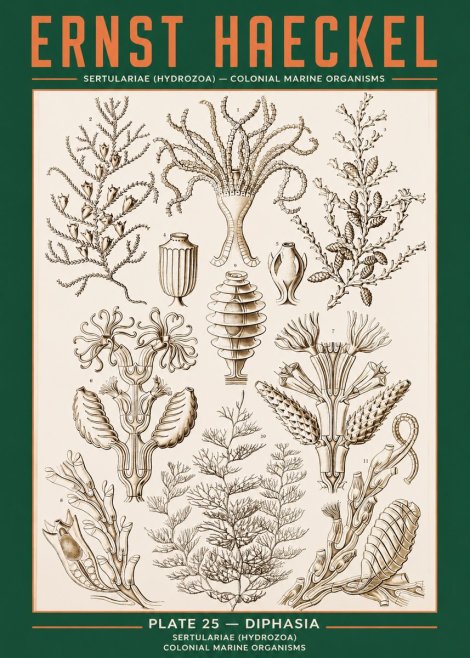 Ernst Haeckel Sertulariidae No3 - Plakat