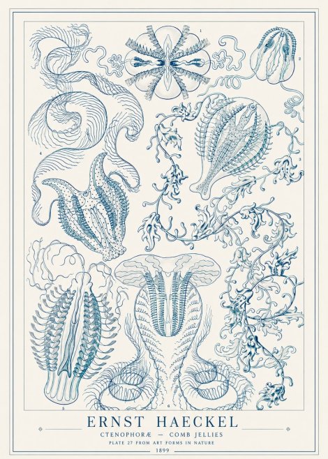 Ernst Haeckel Ctenophoræ – Comb Jellies No1 - Plakat