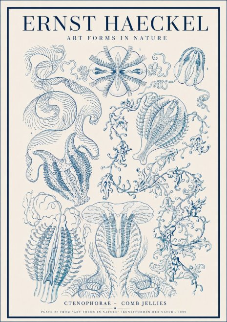 Ernst Haeckel Ctenophoræ – Comb Jellies No4 - Plakat