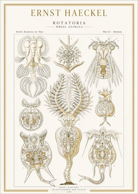 Ernst Haeckel Rotatoria - Wheel Animals No1 - Plakat