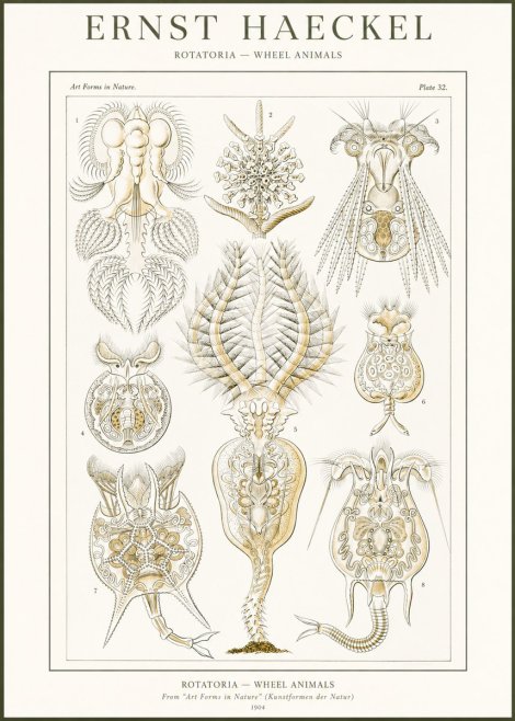 Ernst Haeckel Rotatoria - Wheel Animals No2 - Plakat
