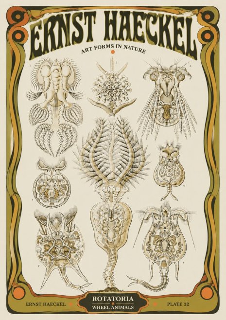 Ernst Haeckel Rotatoria - Wheel Animals No5 - Plakat