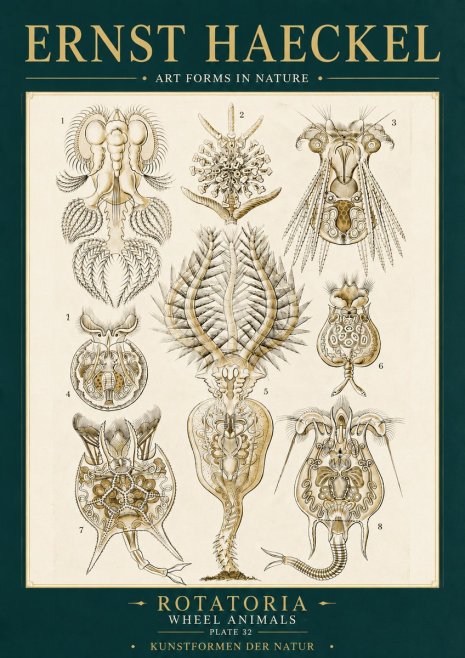 Ernst Haeckel Rotatoria - Wheel Animals No6 - Plakat