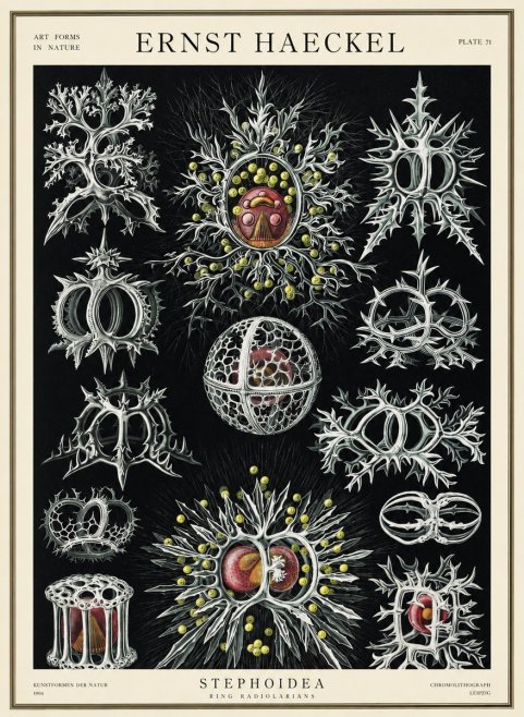 Ernst Haeckel Stephoidea No3 - Plakat