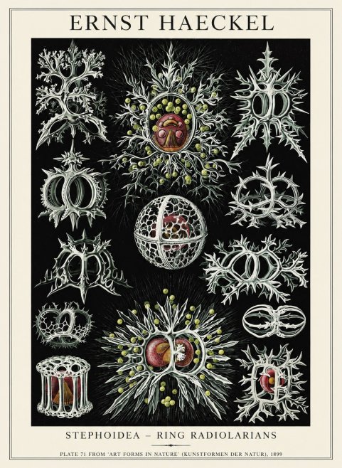 Ernst Haeckel Stephoidea No6 - Plakat
