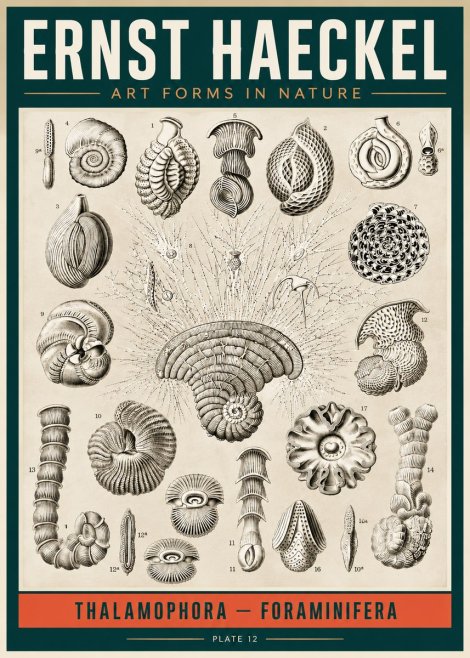 Ernst Haeckel Thalamophora – Foraminifera Plate 12 No2 - Plakat