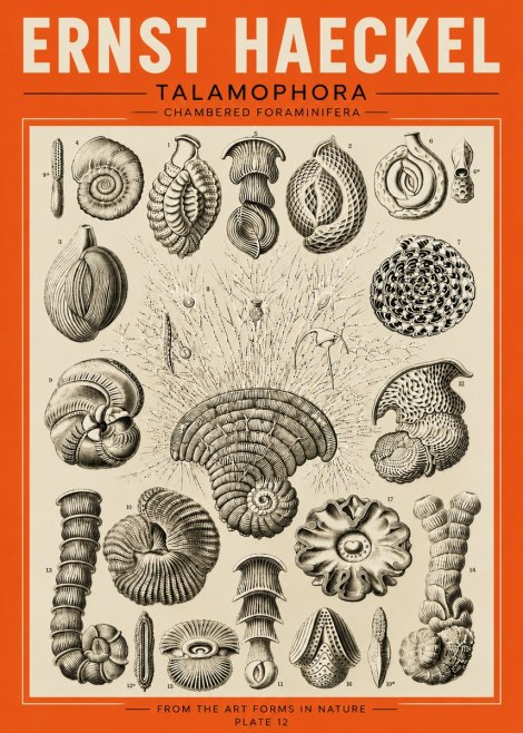 Ernst Haeckel Thalamophora – Foraminifera Plate 12 No5 - Plakat