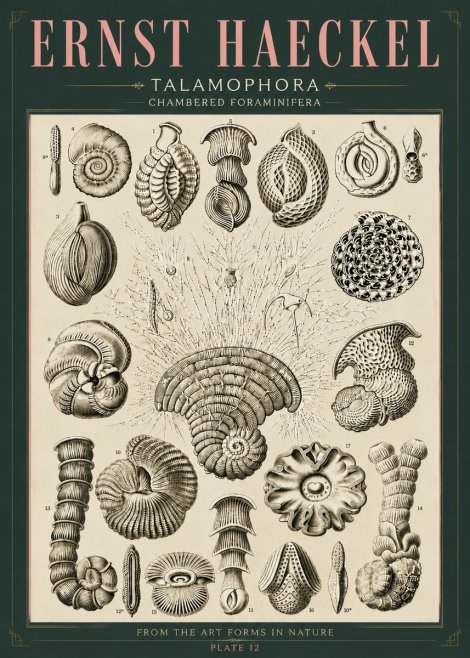 Ernst Haeckel Thalamophora – Foraminifera Plate 12 No6 - Plakat