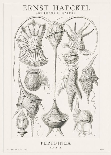 Ernst Haeckel Peridinea No1 - Plakat