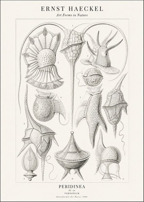 Ernst Haeckel Peridinea No2 - Plakat