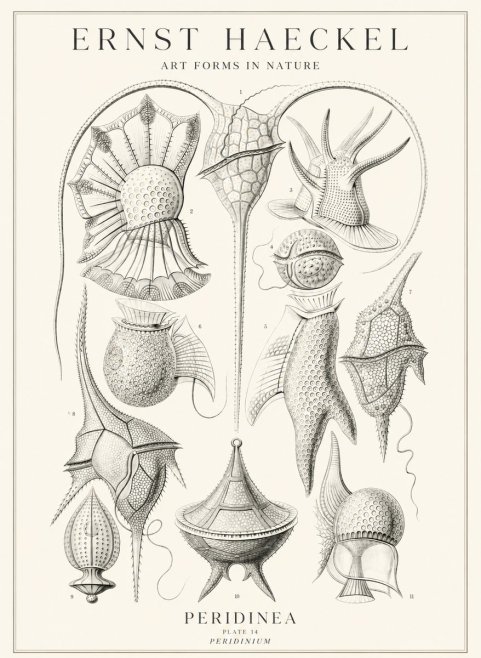 Ernst Haeckel Peridinea No3 - Plakat