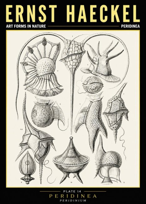 Ernst Haeckel Peridinea No6 - Plakat