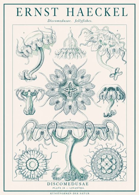 Ernst Haeckel Discomedusae. Jellyfishes. No1 - Plakat