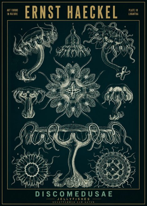 Ernst Haeckel Discomedusae. Jellyfishes. No2 - Plakat