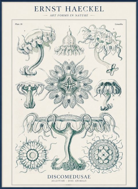 Ernst Haeckel Discomedusae. Jellyfishes. No4 - Plakat