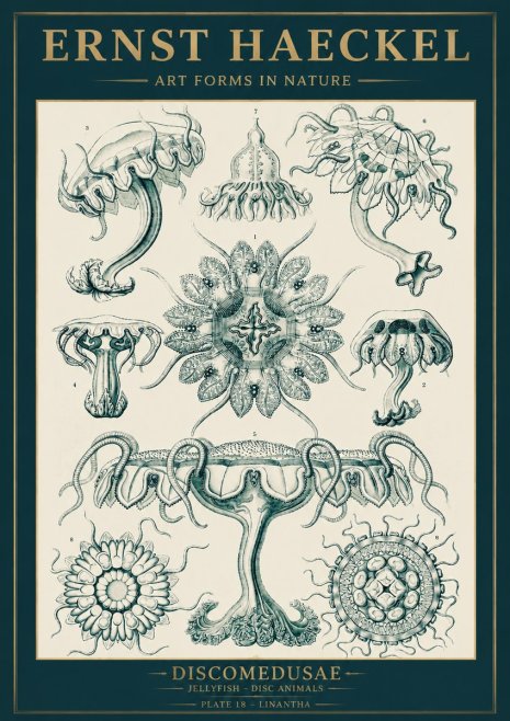 Ernst Haeckel Discomedusae. Jellyfishes. No5 - Plakat