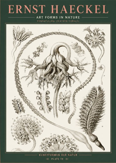 Ernst Haeckel Pennatulida - Sea Pens No5 - Plakat
