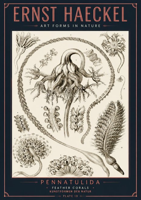 Ernst Haeckel Pennatulida - Sea Pens No6 - Plakat