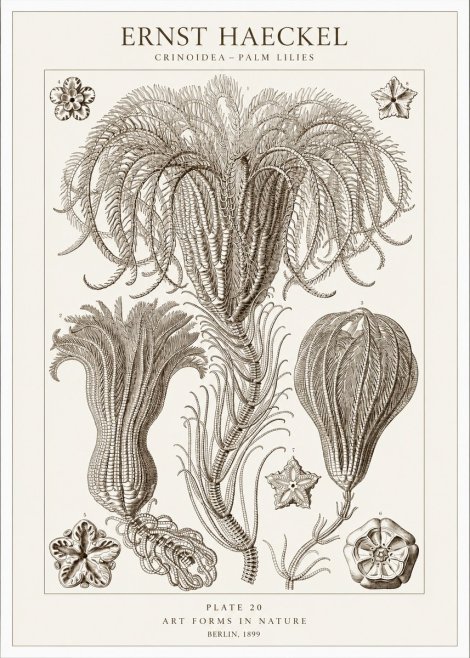 Ernst Haeckel Crinoidea - Palm Lilies No1 - Plakat