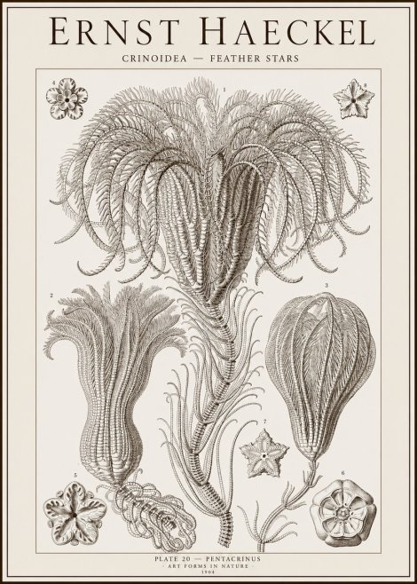 Ernst Haeckel Crinoidea - Palm Lilies No2 - Plakat