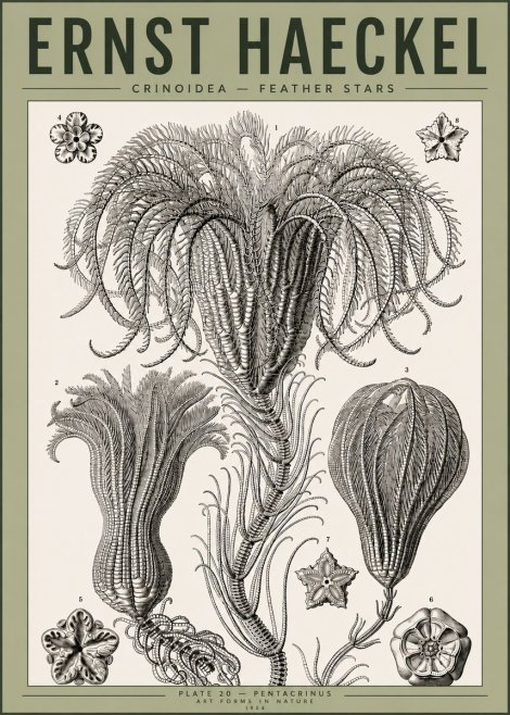Ernst Haeckel Crinoidea - Palm Lilies No4 - Plakat
