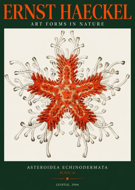 Ernst Haeckel Asteroidea Echinodermata Plate 28 No2 - Plakat