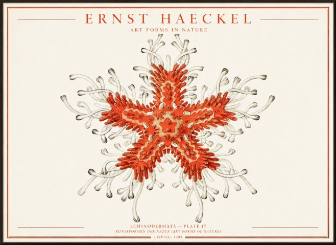 Ernst Haeckel Asteroidea Echinodermata Plate 28 No4 - Plakat