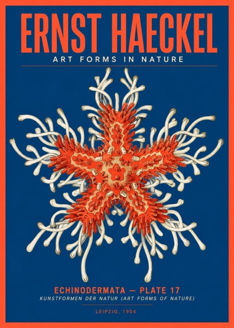 Ernst Haeckel Asteroidea Echinodermata Plate 28 No5 - Plakat