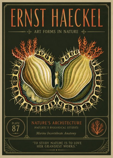 Ernst Haeckel Nature's Architecture No3 - Plakat