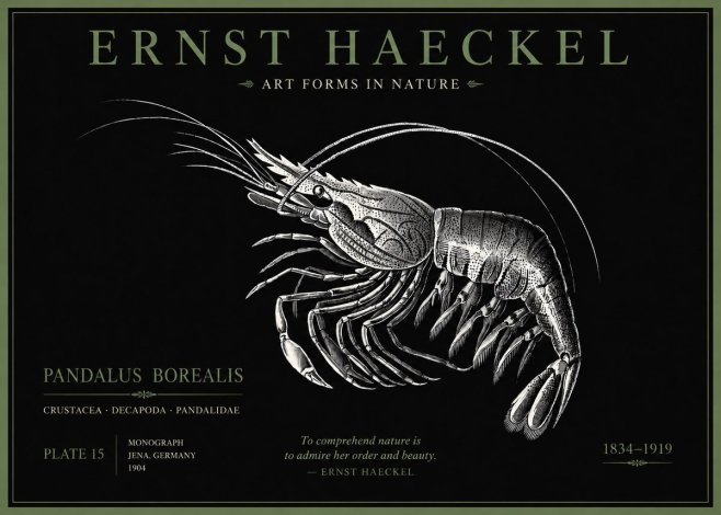 Ernst Haeckel Pandalus Borealis No5 - Plakat