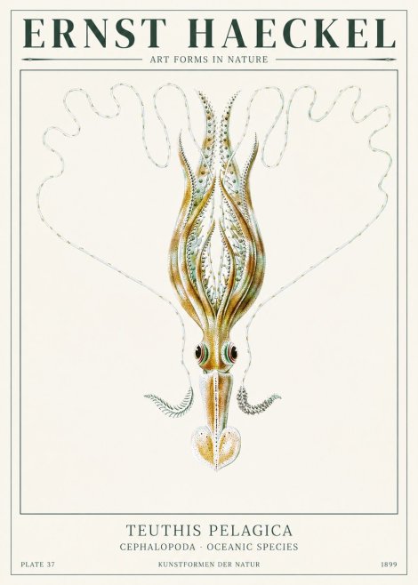 Ernst Haeckel Teuthis Pelagica No1 - Plakat